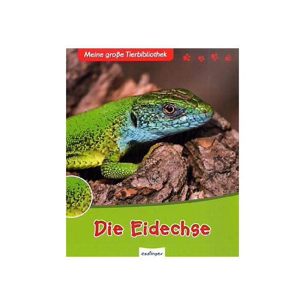Meine große Tierbilbiothek: Die Eidechse