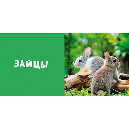 Первые слова. Животные. Фотокнига от Clever