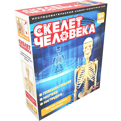 Исследовательский набор ND Play Скелет человека от ND Play