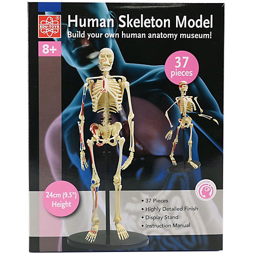 Анатомический набор Edu-Toys, 37 деталей от Edu-Toys