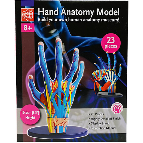 Анатомический набор Edu-Toys, 23 детали от Edu-Toys