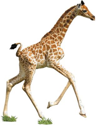 Shape Puzzle Junior Giraffe 100 Teile