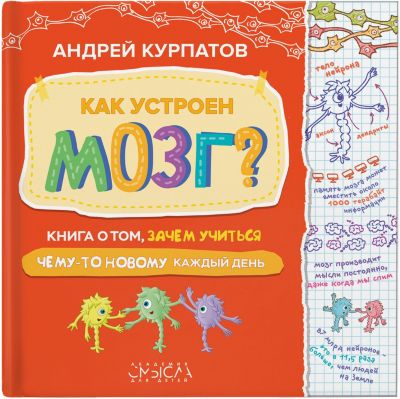 Как устроен мозг?