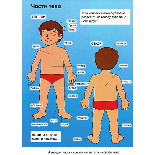 Книга с окошками "Тело человека" от Эксмо