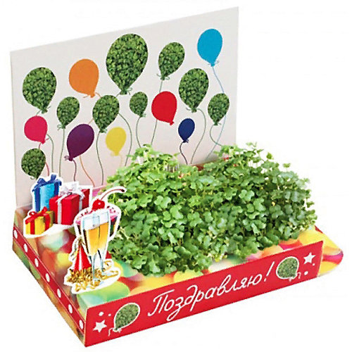 Набор для выращивания Happy Plant Поздравляю-Поздравляю! от Happy Plant