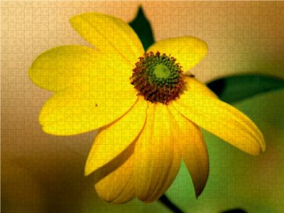 CALVENDO® Puzzle CALVENDO Puzzle Sonnenhut 1000 Teile Foto-Puzzle für glückliche Stunden GU11317