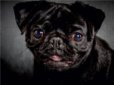 Puzzle CALVENDO Puzzle Schwarzer Mops 1000 Teile FotoPuzzle für