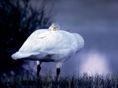 wilden Schwan. Finnland Lege-Größe 64 x 48 cm Foto-Puzzle ...