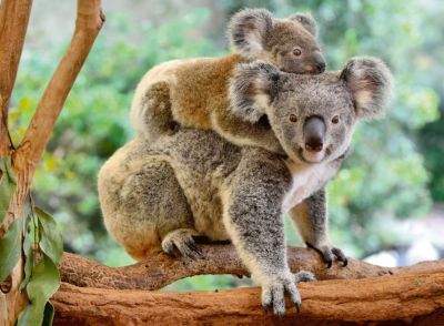 Ravensburger XXL-Puzzle Koalafamilie 200 Teile