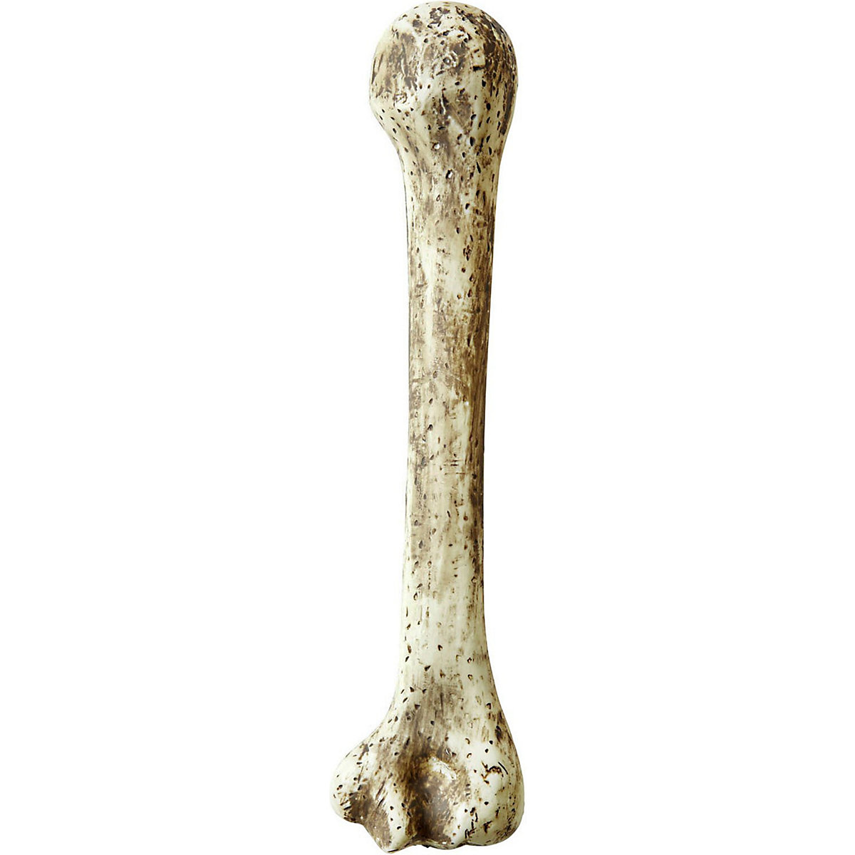 Steinzeitknochen