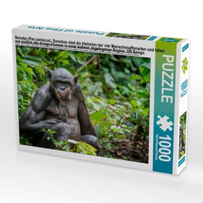 Puzzle CALVENDO Puzzle Bonobo (Pan paniscus). Bonobos sind die