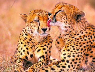 Mireta-Kreativ PB224) Diamond Painting Vollbild 30x40 mit runden Steinen LEOPARD
