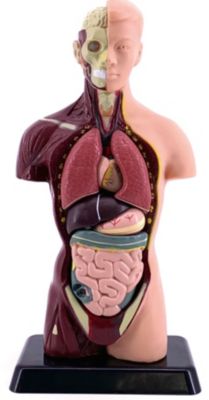 Анатомия человеческого тела, Edu-Toys