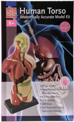 Анатомия человеческого тела, Edu-Toys