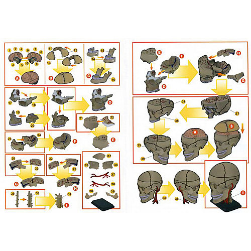 Анатомический набор "Череп", Edu-Toys от Edu-Toys