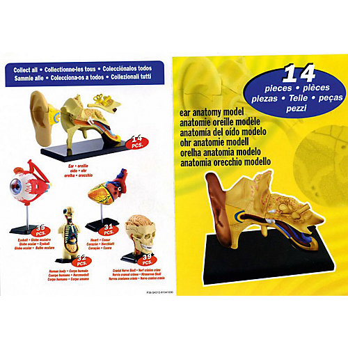 Анатомический набор "Ухо", Edu-Toys от Edu-Toys