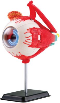 Анатомический набор (глаз) EDU-TOYS