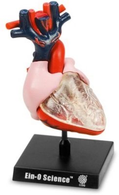 Сердце, Профессор Эйн