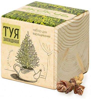 Набор для выращивания "Туя", Экокуб