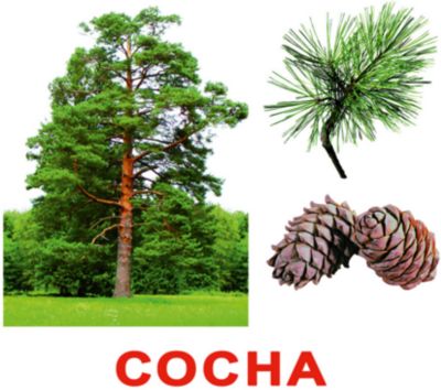 Набор обучающих карточек Вундеркинд с пелёнок "Деревья" 20 штук