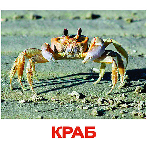 Набор обучающих карточек Вундеркинд с пелёнок "Обитатели воды" 20 штук от Вундеркинд с пелёнок