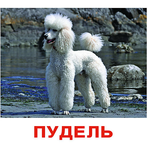 Набор обучающих карточек Вундеркинд с пелёнок "Породы собак" 20 штук от Вундеркинд с пелёнок