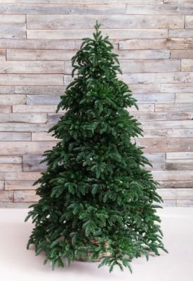Искусственная ель Triumph Tree "Нормандия", 185 см