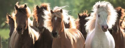 Пазл панорамный «Дикие лошади» 1000 шт
