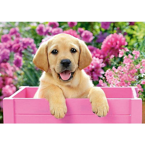 Пазл Castorland "Щенок в коробке" 500 деталей от Castorland